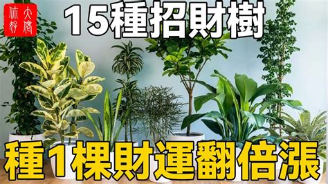 黃金發財樹|招財樹有哪些？命理專家盤點8種好照顧又能帶來好風水的植物